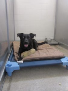 A picture from the happy dog gallery