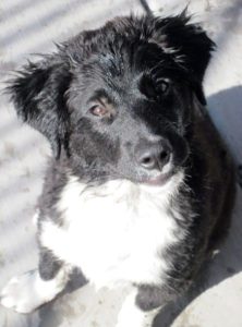 A picture from the happy dog gallery