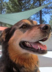 A picture from the happy dog gallery