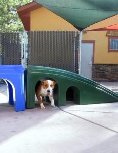 A picture from the happy dog gallery