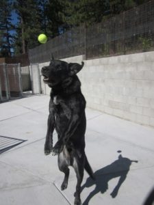 A picture from the happy dog gallery