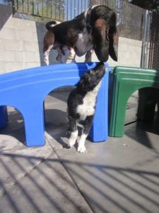 A picture from the happy dog gallery