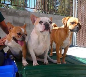 A picture from the happy dog gallery