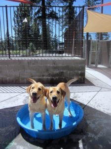 A picture from the happy dog gallery