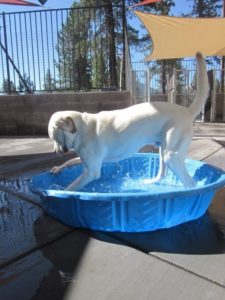 A picture from the happy dog gallery