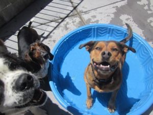 A picture from the happy dog gallery