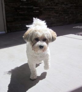 A picture from the happy dog gallery