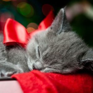 Pets as a Christmas Gift
