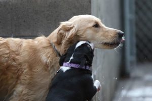 A picture from the happy dog gallery