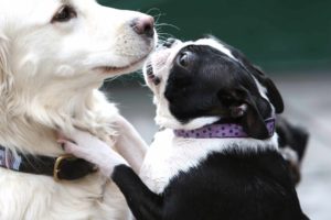 A picture from the happy dog gallery