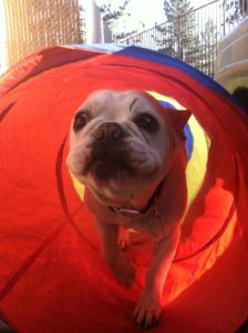 A picture from the happy dog gallery